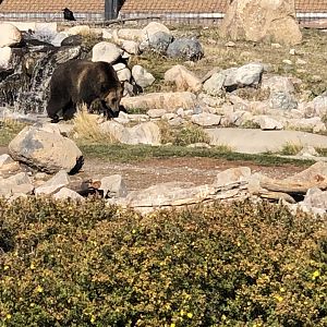 Female Grizzly Seeley