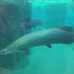 Arapaima - Zooparc de Beauval - 10/2020