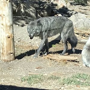 Fossil Butte Pack yearling