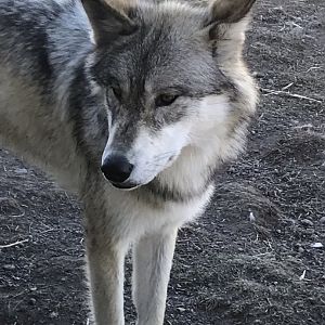 Fossil Butte Pack Yearling