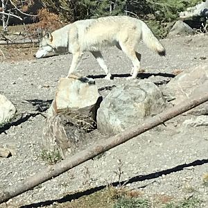 Fossil Butte Pack Yearling
