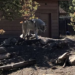 Fossil Butte Pack Yearling