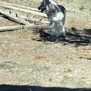 Fossil Butte Pack alpha female