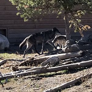 Members of the Fossil Butte Pack
