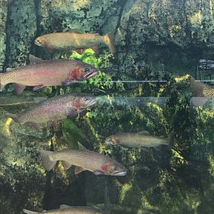 Yellowstone Cutthroat Trout