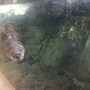 North American River Otter