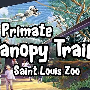 The Primate Canopy Trails at the Saint Louis Zoo | Ep. 17 (Virtual Zoo Tours YouTube)
