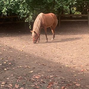Oct. 2021- Miniature horse