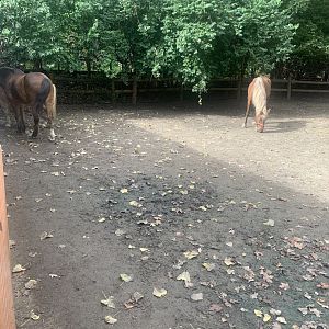 Oct. 2021- Part of Miniature horse yard