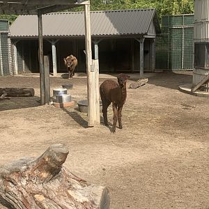 Oct. 2021- Dexter cattle and alpaca