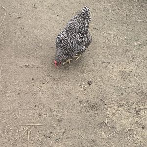 Oct. 2021- Plymouth rock chicken