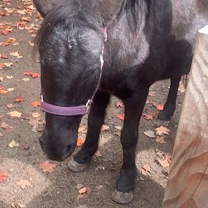 Oct. 2021- Miniature horse