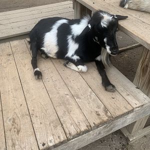 Oct. 2021- Pygmy goat