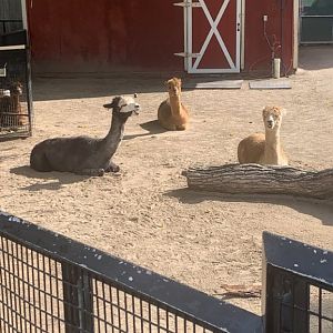 Oct. 2021- Alpacas