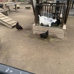 Oct. 2021- Chickens and goats