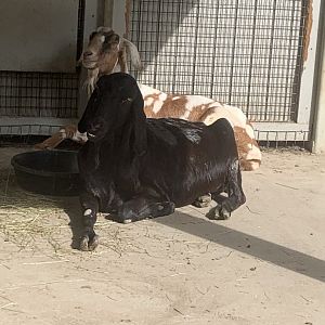 Oct. 2021- Nubian goats