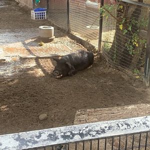 Oct. 2021- Guinea hog