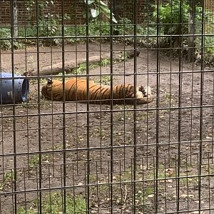 Oct. 2021- Siberian tiger