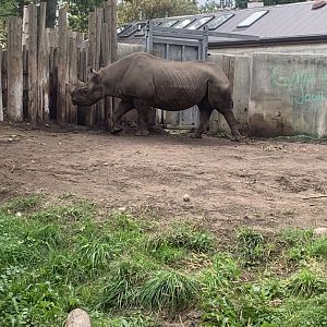 Oct. 2021- Eastern black rhinoceros