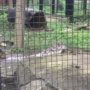 Oct. 2021- Snow leopard