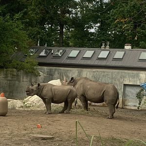 Oct. 2021- Eastern black rhinoceros