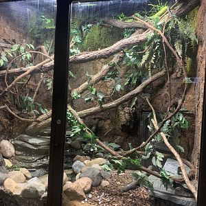 Oct. 2021- Blue tree monitor exhibit