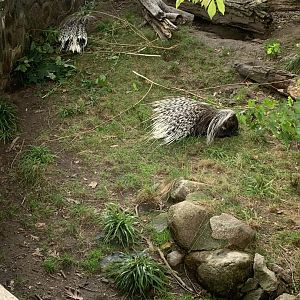 Oct. 2021- African crested porcupines