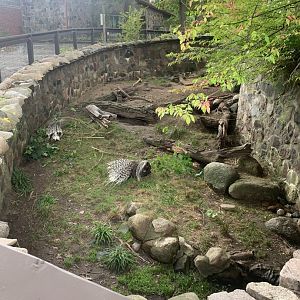 Oct. 2021- Part of Crested porcupine exhibit