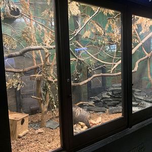 Oct. 2021- Northern tree shrew enclosure