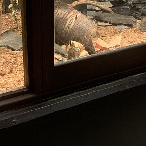 Oct. 2021- Northern tree shrew