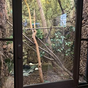 Oct. 2021- Madagascar giant day gecko and Henkel’s leaf-tailed gecko exhibit