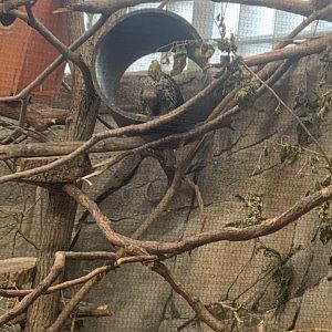 Oct. 2021- Brazilian porcupine