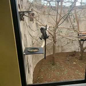 Oct. 2021- Cotton-top tamarin