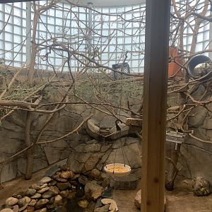 Oct. 2021- Green aracari and Brazilian porcupine exhibit