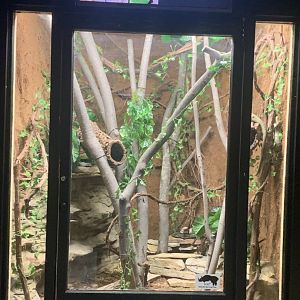 Oct. 2021- Solomon Islands skink exhibit