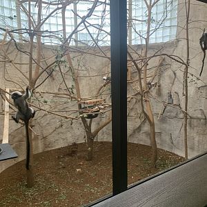 Oct. 2021- Cotton-top tamarin exhibit