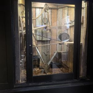 Oct. 2021- Black rat snake exhibit