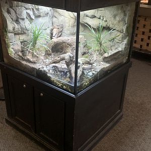 Oct. 2021- Puerto Rican crested toad tank