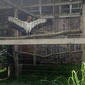 Oct. 2021- King vulture