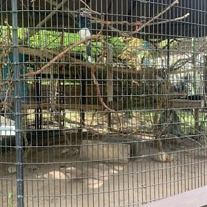 Oct. 2021- Trumpeter hornbill enclosure