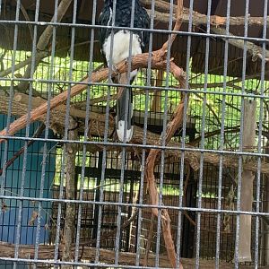 Oct. 2021- Trumpeter hornbill