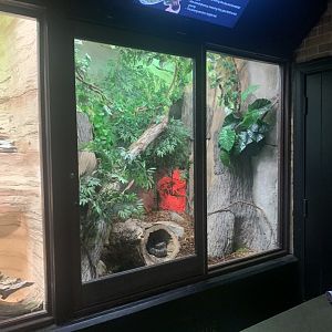 Oct. 2021- Madagascar tree boa exhibit