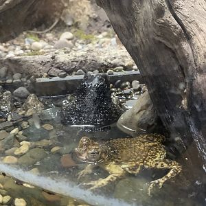 Oct. 2021- Puerto Rican crested toads