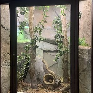 Oct. 2021- Eastern massasauga exhibit
