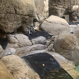 Oct. 2021- Magellanic penguins