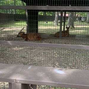 Oct. 2021- Eastern bongo