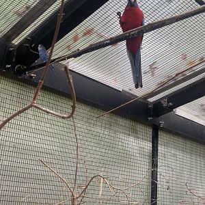 Oct. 2021- Crimson rosella and Budgerigar