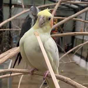 Oct. 2021- Cockatiels