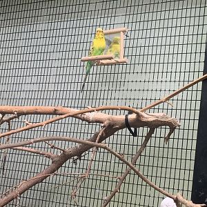 Oct. 2021- Budgerigar