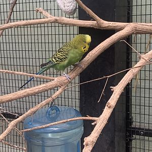 Oct. 2021- Budgerigar